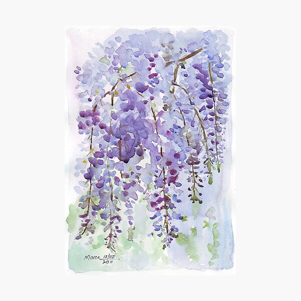 The Wisteria's scent Photographic Print
