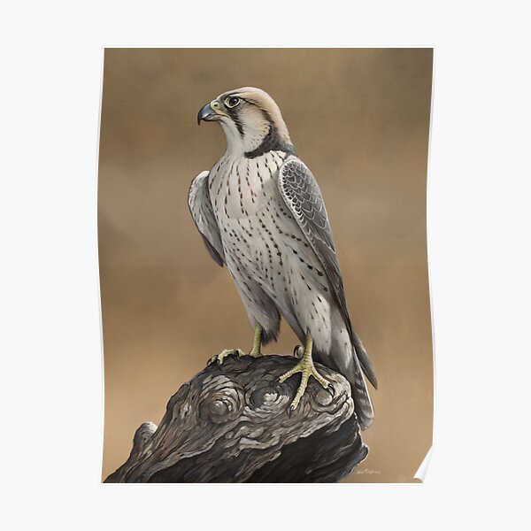 Lanner falcon Poster