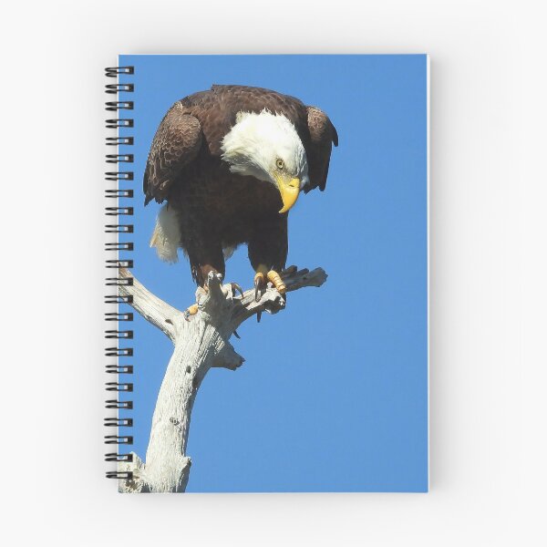 Item preview, American Bald Eagle #0001 designed and sold by Jeffrey Mask.