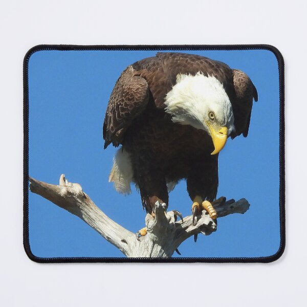Item preview, American Bald Eagle #0001 designed and sold by Jeffrey Mask.