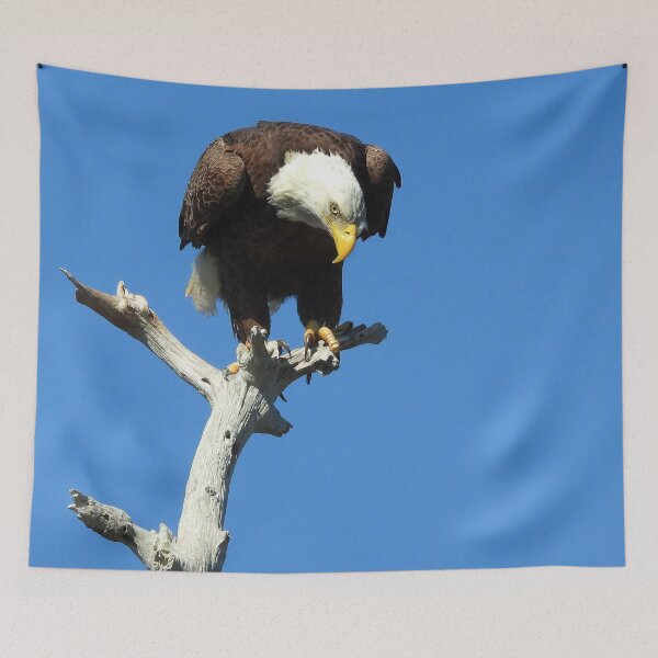 Item preview, American Bald Eagle #0001 designed and sold by Jeffrey Mask.