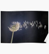 Dandelion Poster