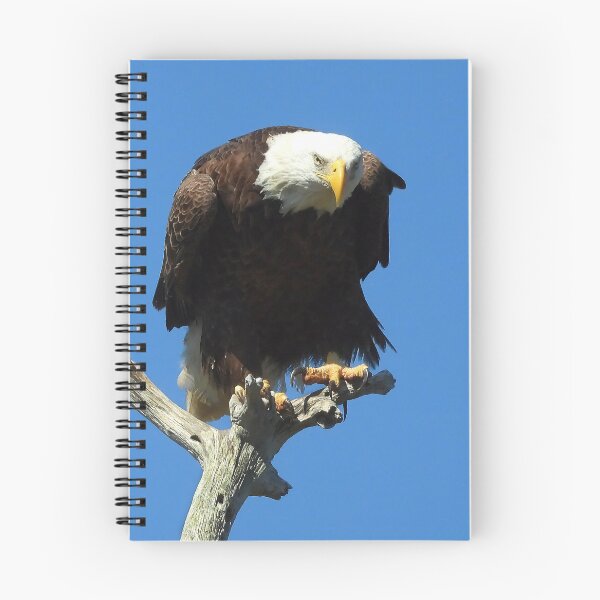 Item preview, American Bald Eagle designed and sold by Jeffrey Mask.