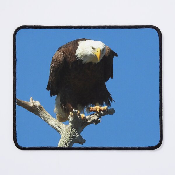 Item preview, American Bald Eagle designed and sold by Jeffrey Mask.