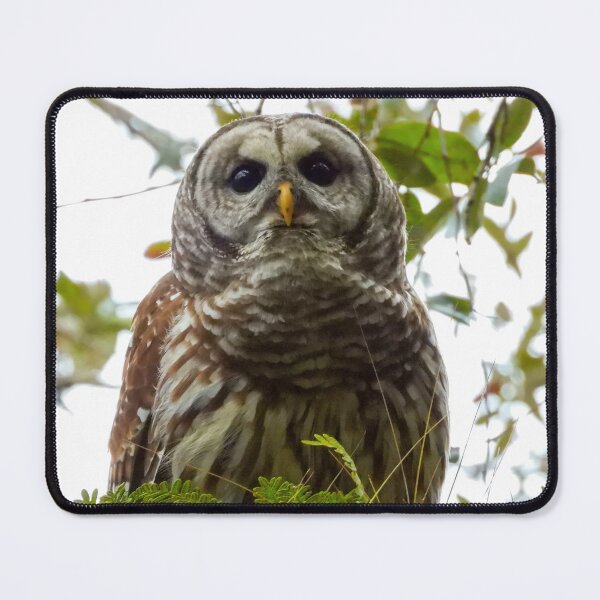 Item preview, Barred Owl designed and sold by Jeffrey Mask.