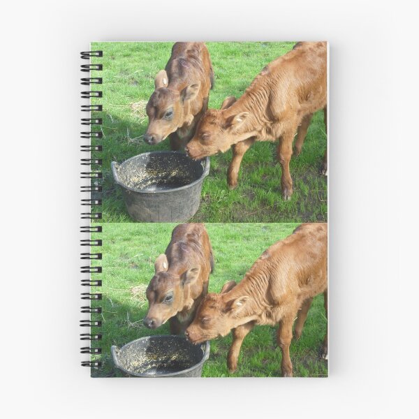Item preview, Enjoying some grain - Two poddies on Stokes' Farm, Kirkstall, Australia designed and sold by EdsMum.