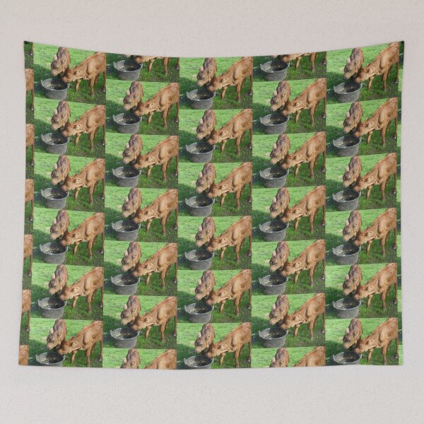 Item preview, Enjoying some grain - Two poddies on Stokes' Farm, Kirkstall, Australia designed and sold by EdsMum.
