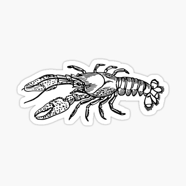 "Lobster" Sticker for Sale by hrcdesign Redbubble