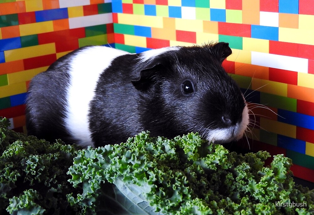 "Nibbles the Guinea Pig" by kirstybush Redbubble