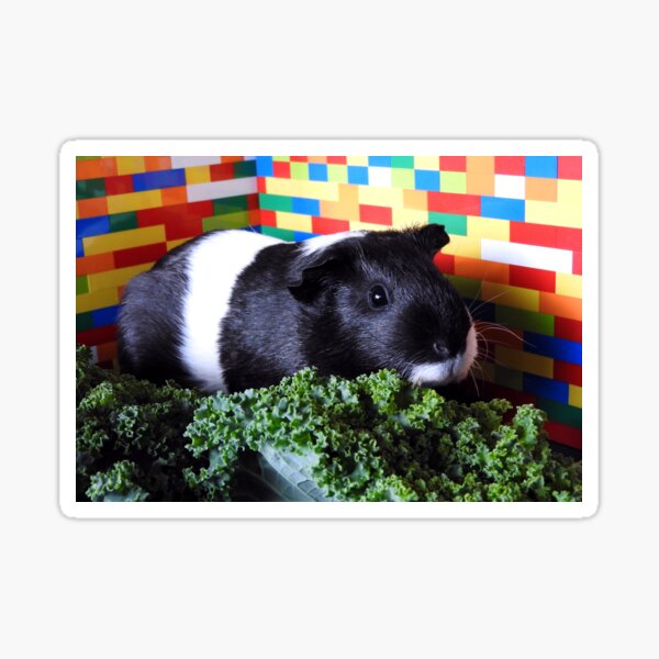 "Nibbles the Guinea Pig" Sticker by kirstybush Redbubble