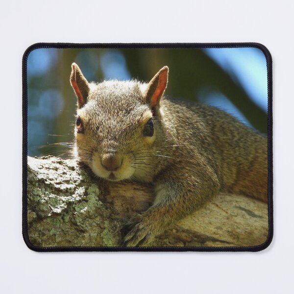 Item preview, Cute Squirrel #0037 designed and sold by Jeffrey Mask.