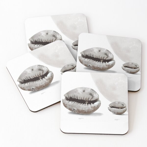 Item preview, Cowry Exhibit I designed and sold by Karin Taylor.