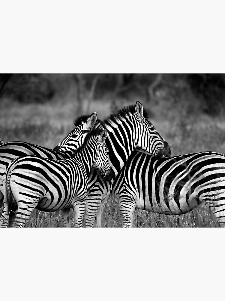 "Zebras in the Wild" Sticker for Sale by Jiksy Redbubble