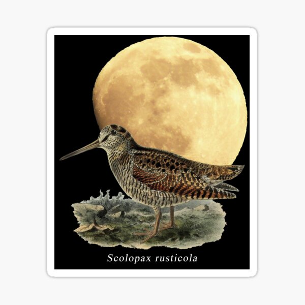 OBV - Woodcock Moon 1 Sticker
