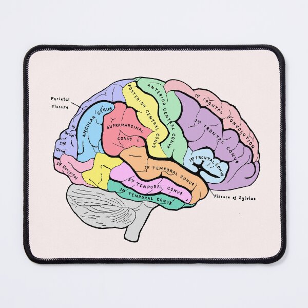 Item preview, Labelled pastel brain anatomy sketch designed and sold by Holly-berry-art.