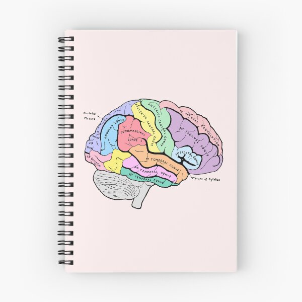 Item preview, Labelled pastel brain anatomy sketch designed and sold by Holly-berry-art.