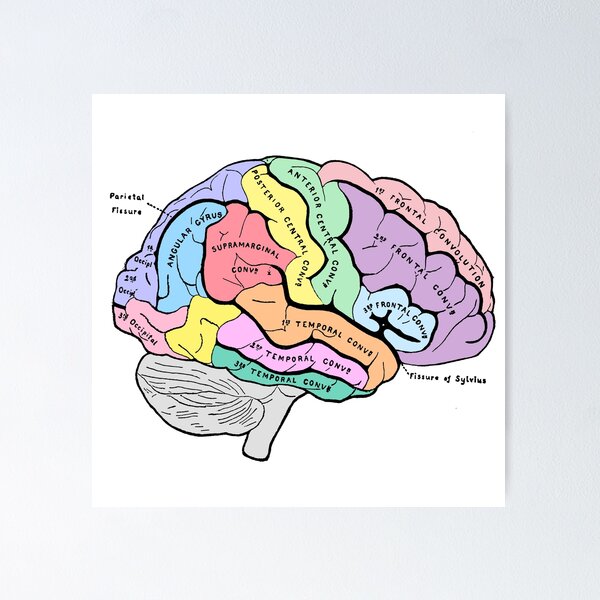 Item preview, Labelled pastel brain anatomy sketch designed and sold by Holly-berry-art.