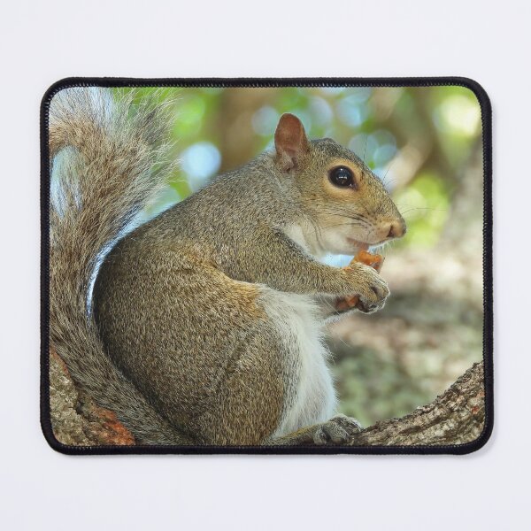 Item preview, Cute Squirrel #0039 designed and sold by Jeffrey Mask.