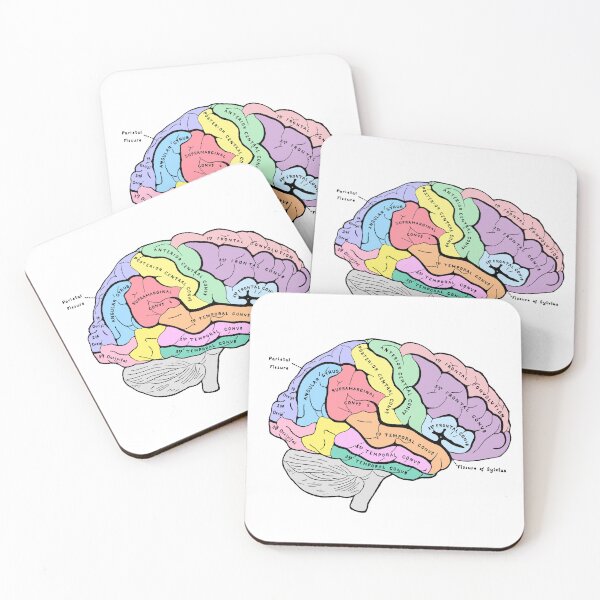 Item preview, Labelled pastel brain anatomy sketch designed and sold by Holly-berry-art.