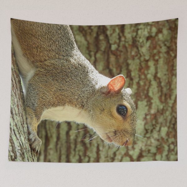 Item preview, Cute Squirrel #0042 designed and sold by Jeffrey Mask.