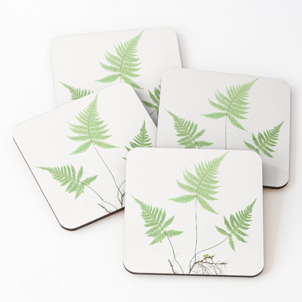 Item preview, Northern beech fern - Botanical Illustration designed and sold by chimakingthings.