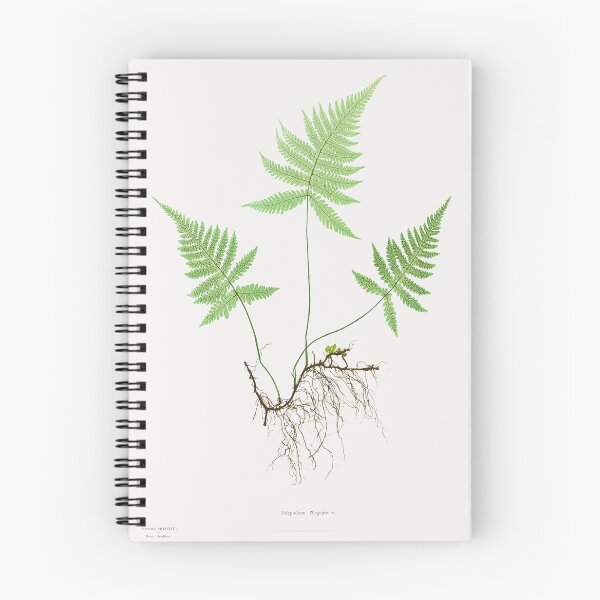 Item preview, Northern beech fern - Botanical Illustration designed and sold by chimakingthings.