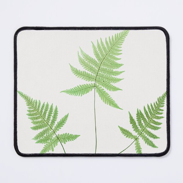 Item preview, Northern beech fern - Botanical Illustration designed and sold by chimakingthings.