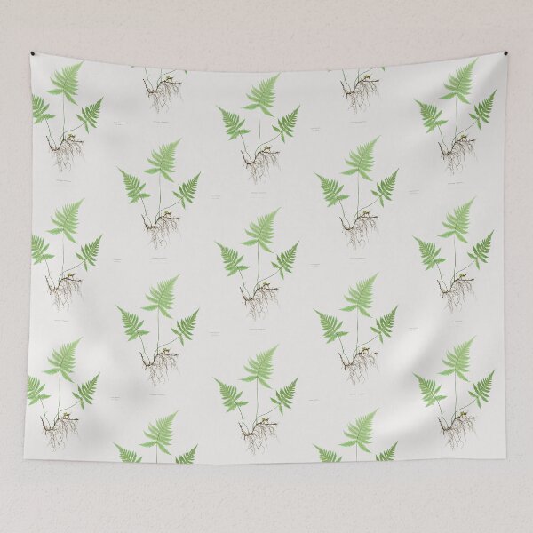 Item preview, Northern beech fern - Botanical Illustration designed and sold by chimakingthings.