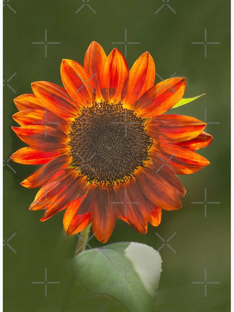 "Red Sunflower" Poster for Sale by ZinaStromberg Redbubble