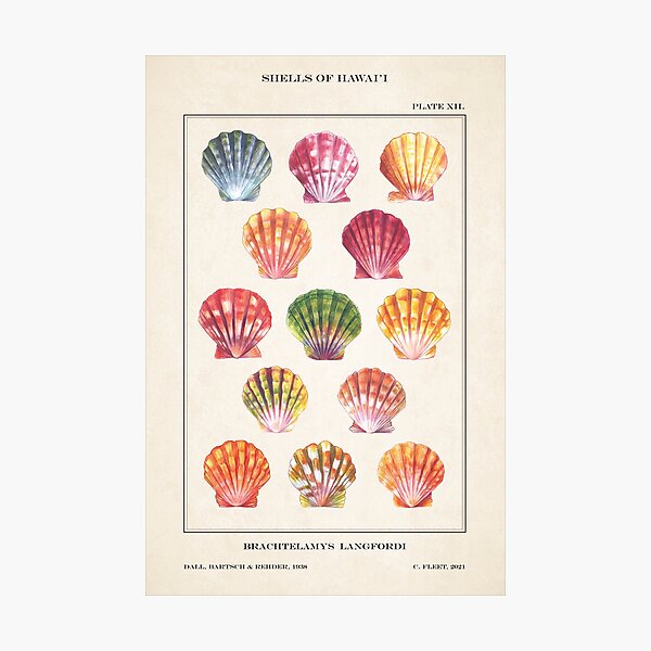 Item preview, Hawaiian Sunrise Shell Pattern - Cream designed and sold by softbiology.