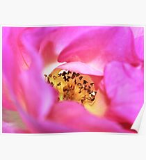 Blushing Rose Poster