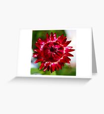 Floating Strawflower Greeting Card