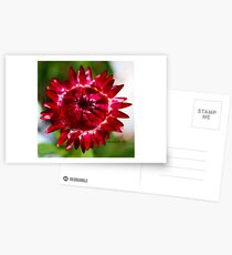 Floating Strawflower Postcards