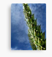 Crops Canvas Print