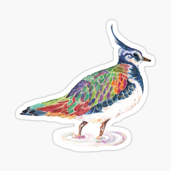 Lapwing - Watercolour Lapwing in bright colours Sticker