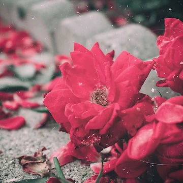 Artwork thumbnail, Dying Roses by pocketurtle