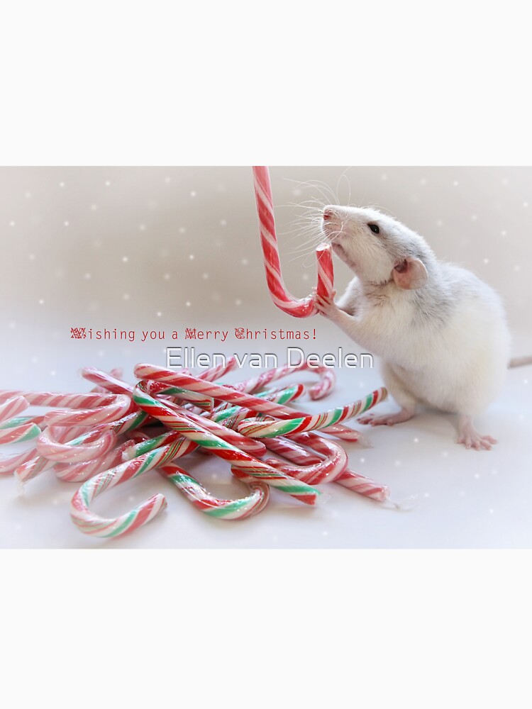 Saffie and Christmas :) by Ellen
