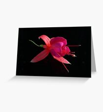 Fuchsia IX Greeting Card