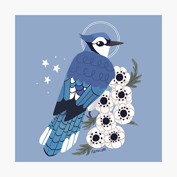 Printable Blue Jay Template  Blue jay, Bird template, Bird outline