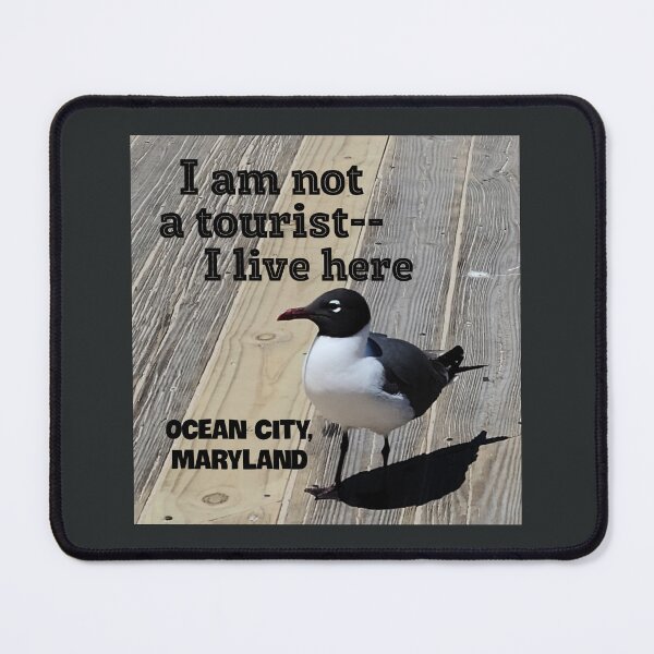 Item preview, Seagull--I am Not a Tourist, I Live Here designed and sold by Twittlefish.