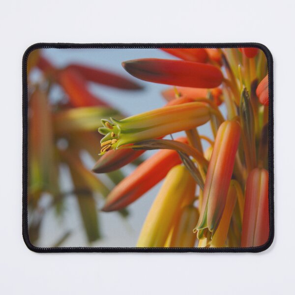 Item preview, Namaqua Aloe designed and sold by The Botanical Jason.