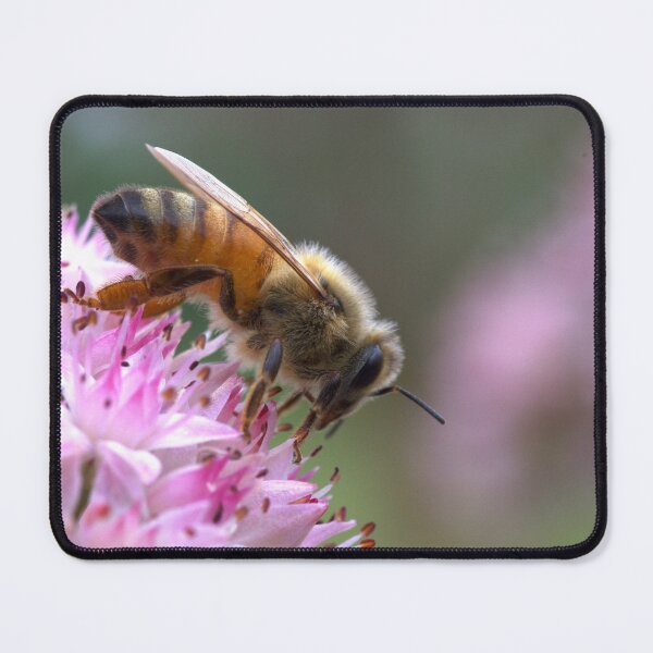 Item preview, Honeybee on Sedum designed and sold by The Botanical Jason.