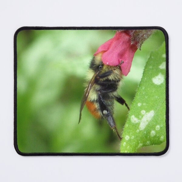 Item preview, Bumblebee Pollinating Pulmonaria designed and sold by The Botanical Jason.