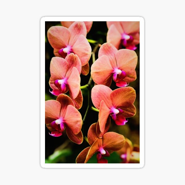 Phalaenopsis Amabilis Sticker
