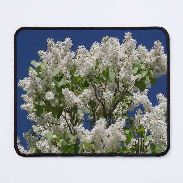 Item preview, Blooming white lilac with a beautiful blue sky designed and sold by PausePapote.