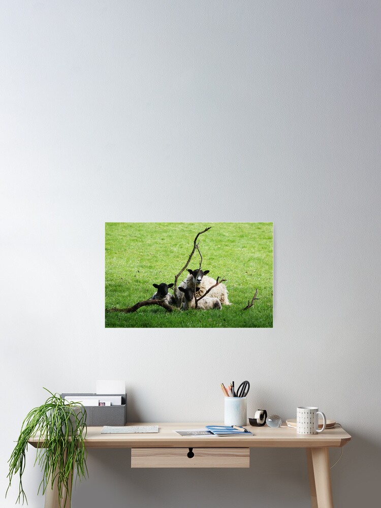 Thumbnail 2 of 3, Poster, Sheep designed and sold by frogs123.