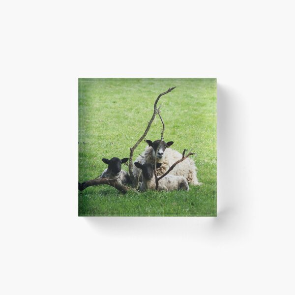 Item preview, Sheep designed and sold by frogs123.