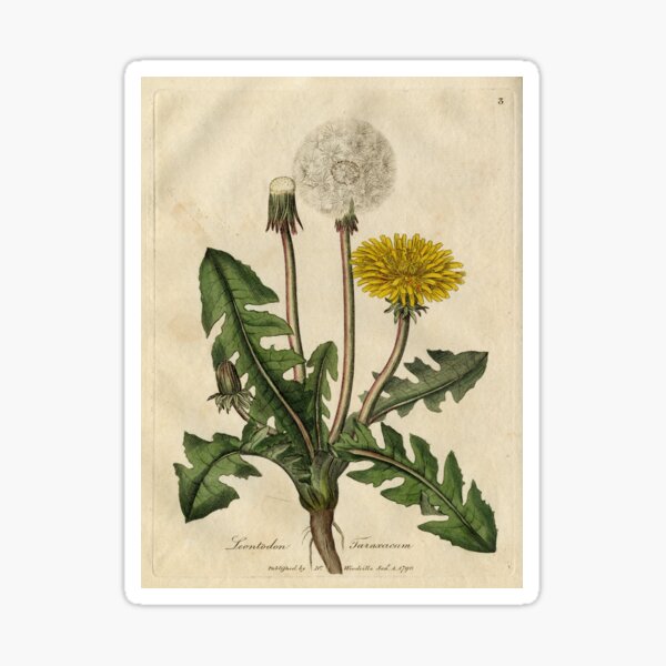 Vintage Botanical Dandelion Sticker