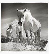 Horses of Luskentyre Poster