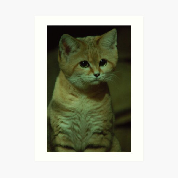 Sand Cat Art Print
